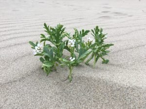 Healing, integration and old journals