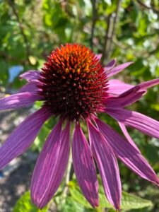 Healthy Immune System